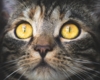 L'asthme du chat