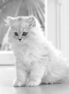 Fiches infos santé Chats